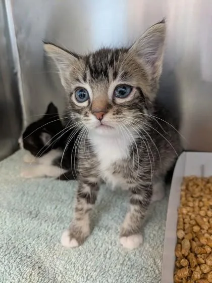 A baby small-sized male Brown / Chocolate Domestic Short Hair cat named 61384842 for adoption in El Paso, TX