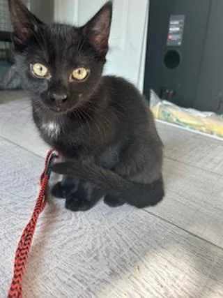 A baby medium-sized male Black & White / Tuxedo Domestic Short Hair cat named Neil for adoption in Yardley, PA