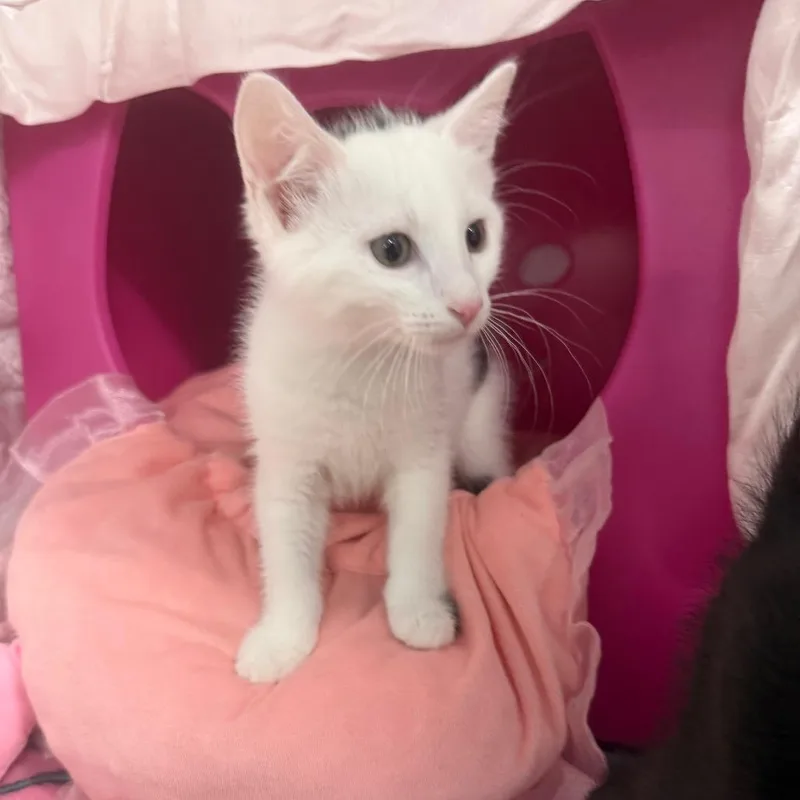 Snowball