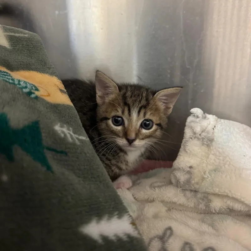A baby small-sized female Brown / Chocolate Domestic Short Hair cat named Twinkle for adoption in Buellton, CA