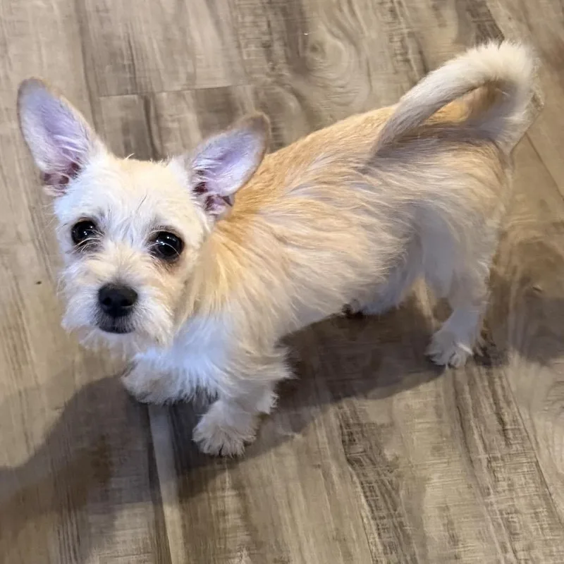 A baby small-sized female Yellow / Tan / Blond / Fawn Terrier dog named Goldie for adoption in Las Vegas, NV