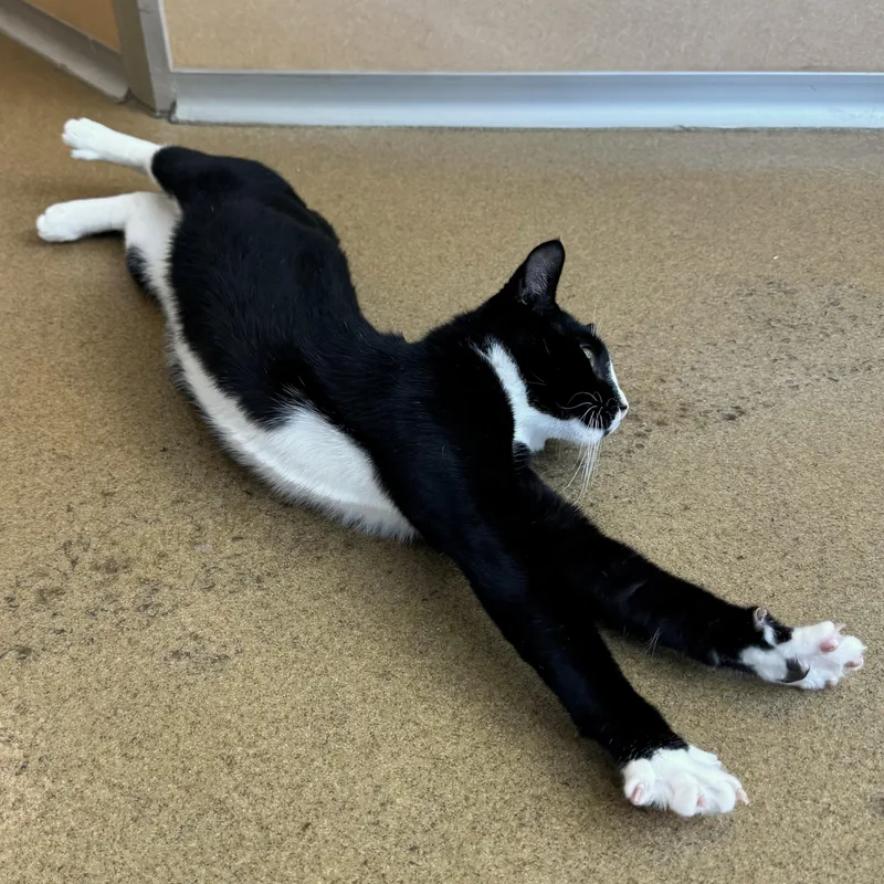 An adult medium-sized male Black & White / Tuxedo Tuxedo cat named Knox for adoption in Eatontown, NJ