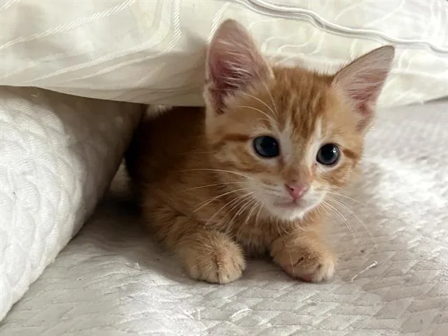A baby small-sized male Domestic Short Hair cat named Sir Ferdinand for adoption in Sugar Land, TX
