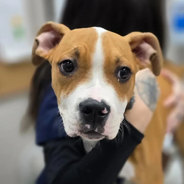 Tyson