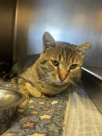 An adult small-sized male Domestic Short Hair cat named Tamale for adoption in Roseville, CA