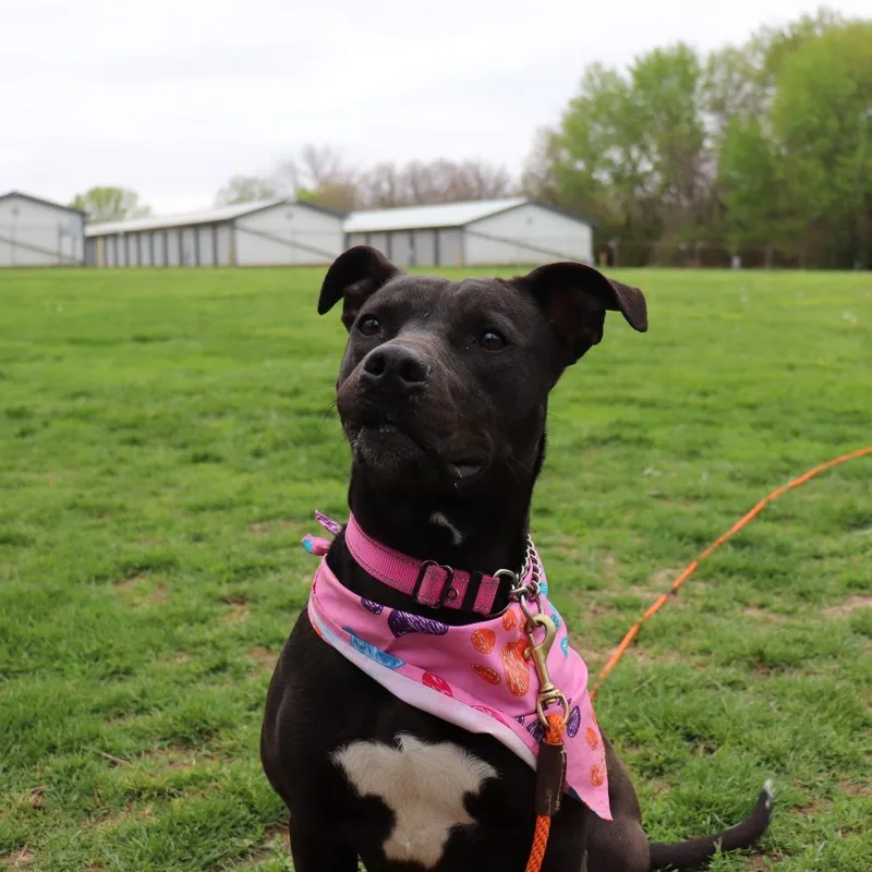 An adult medium-sized female Black Labrador Retriever dog named Birdie for adoption in Springfield, IL