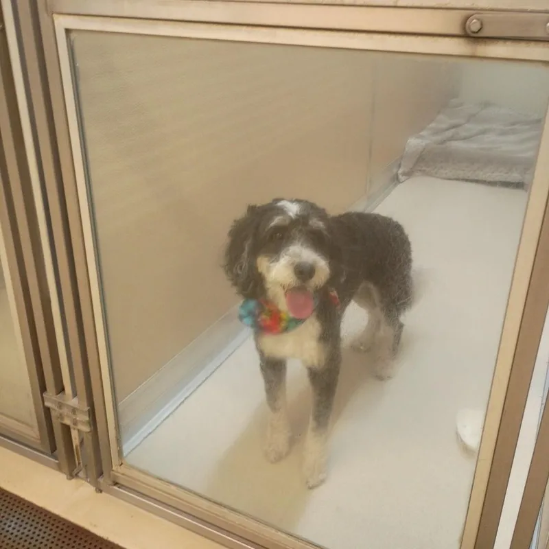 Odie thumbnail 2