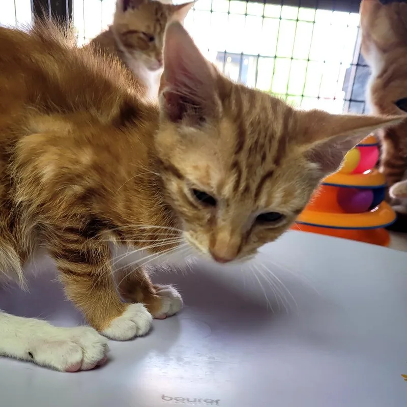 A baby small-sized male Domestic Short Hair cat named Stephan for adoption in Allyn, WA