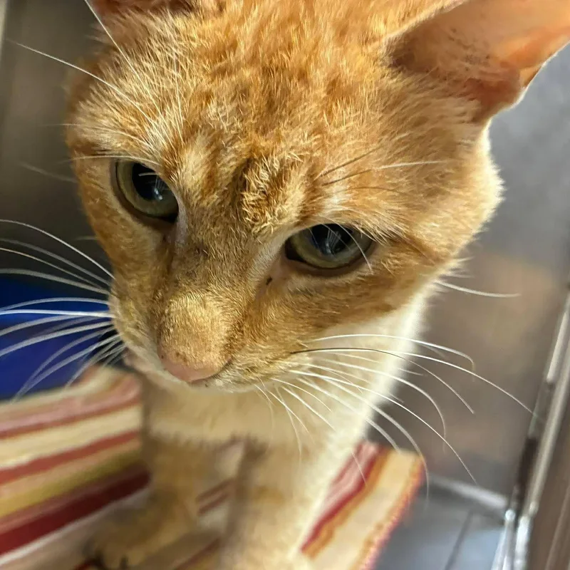 A baby large-sized male Tabby (Orange / Red) Tabby cat named Pegasaurus aka Peggy for adoption in Petersburg, IL