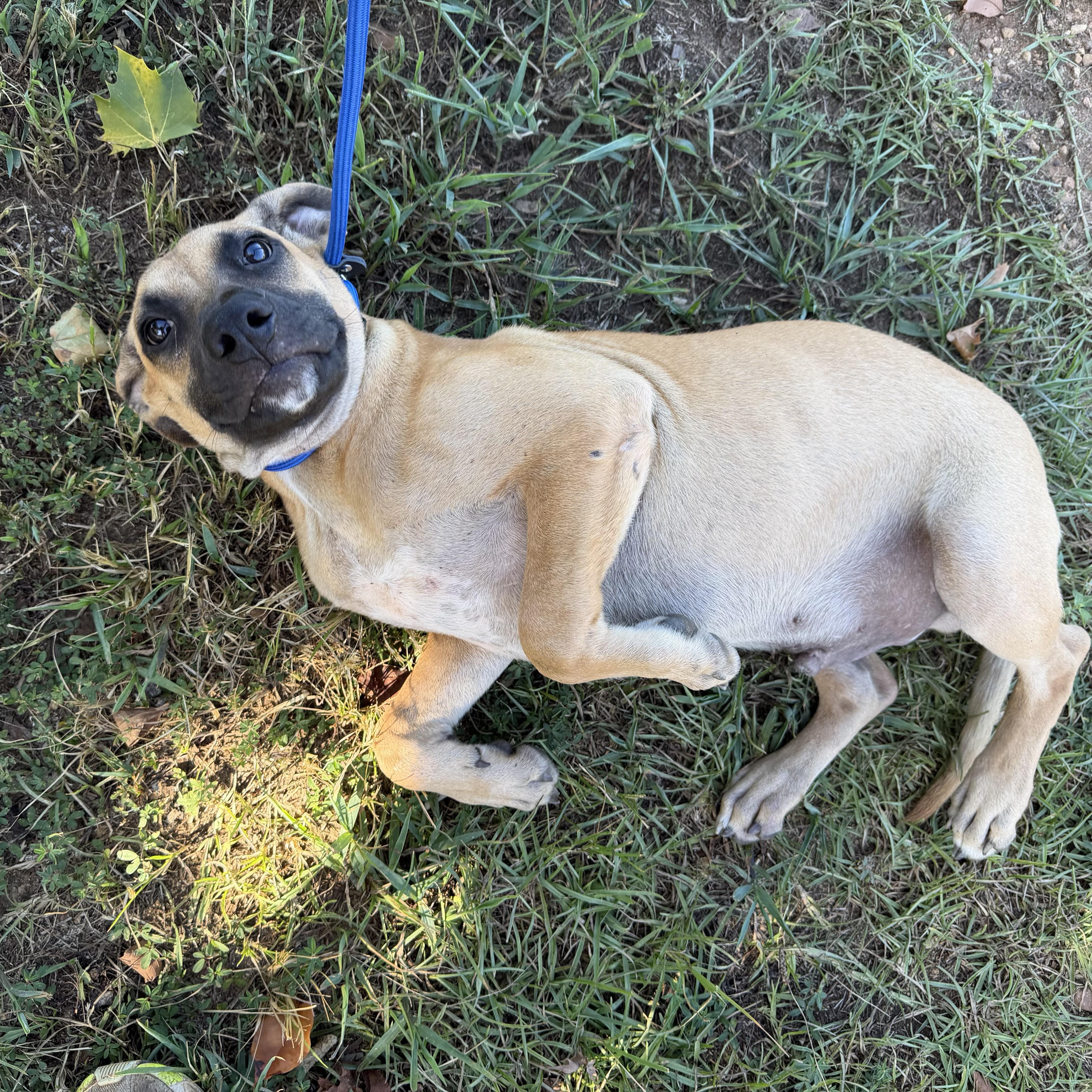 A baby medium-sized male Mixed Breed dog named Gourd for adoption in Columbia, SC