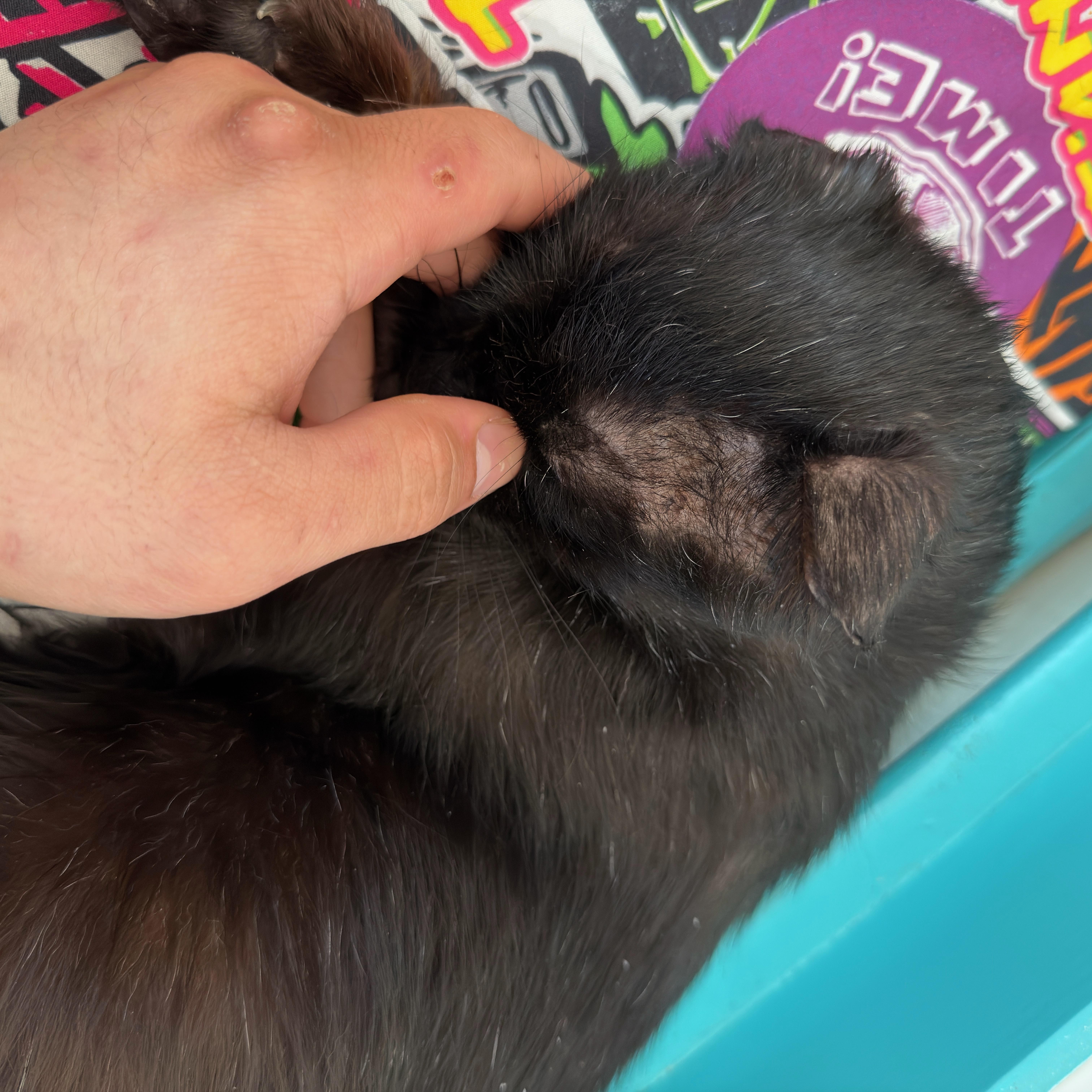 A senior medium-sized male Black Domestic Short Hair cat named Blackie for adoption in FITCHBURG, MA