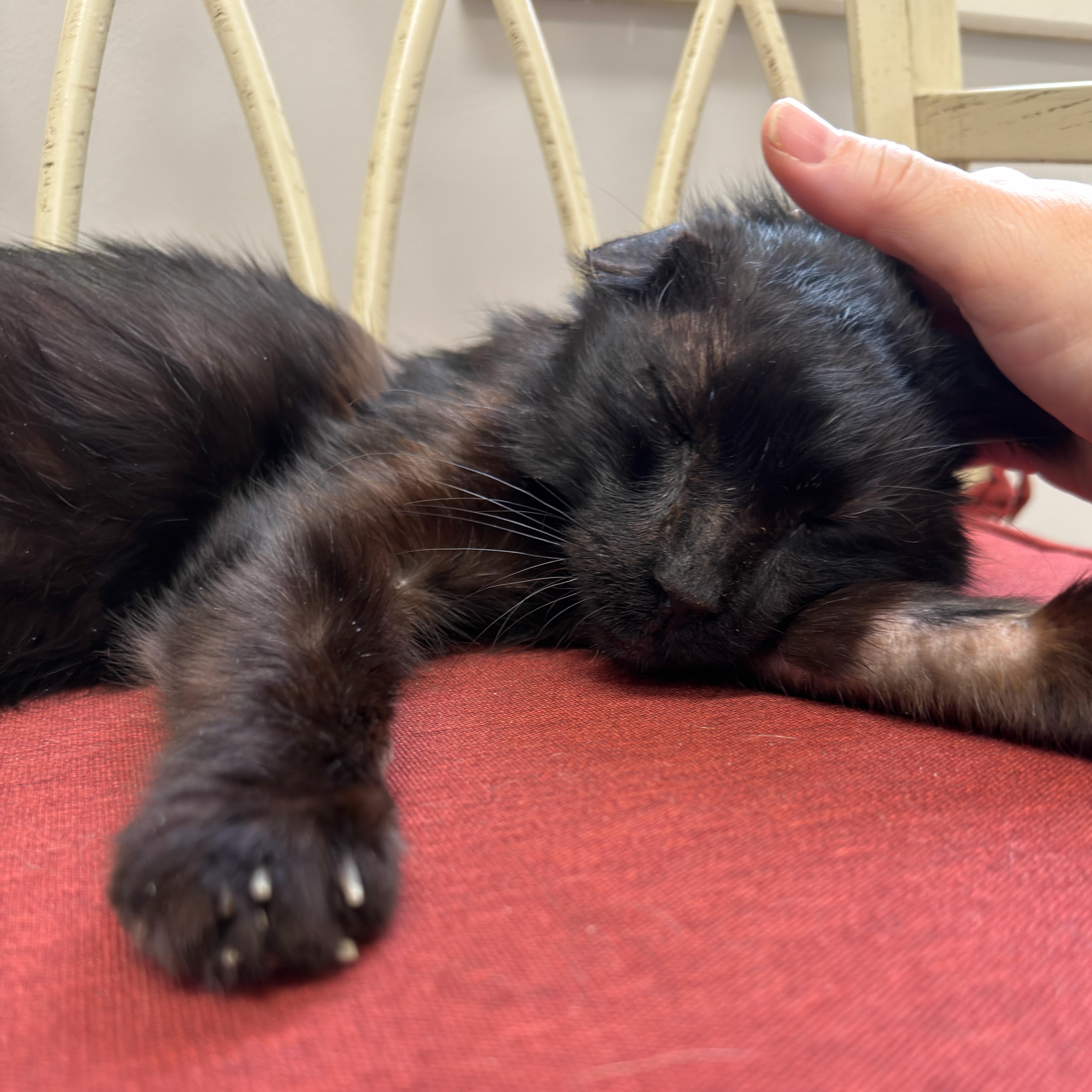 Blackie thumbnail 2