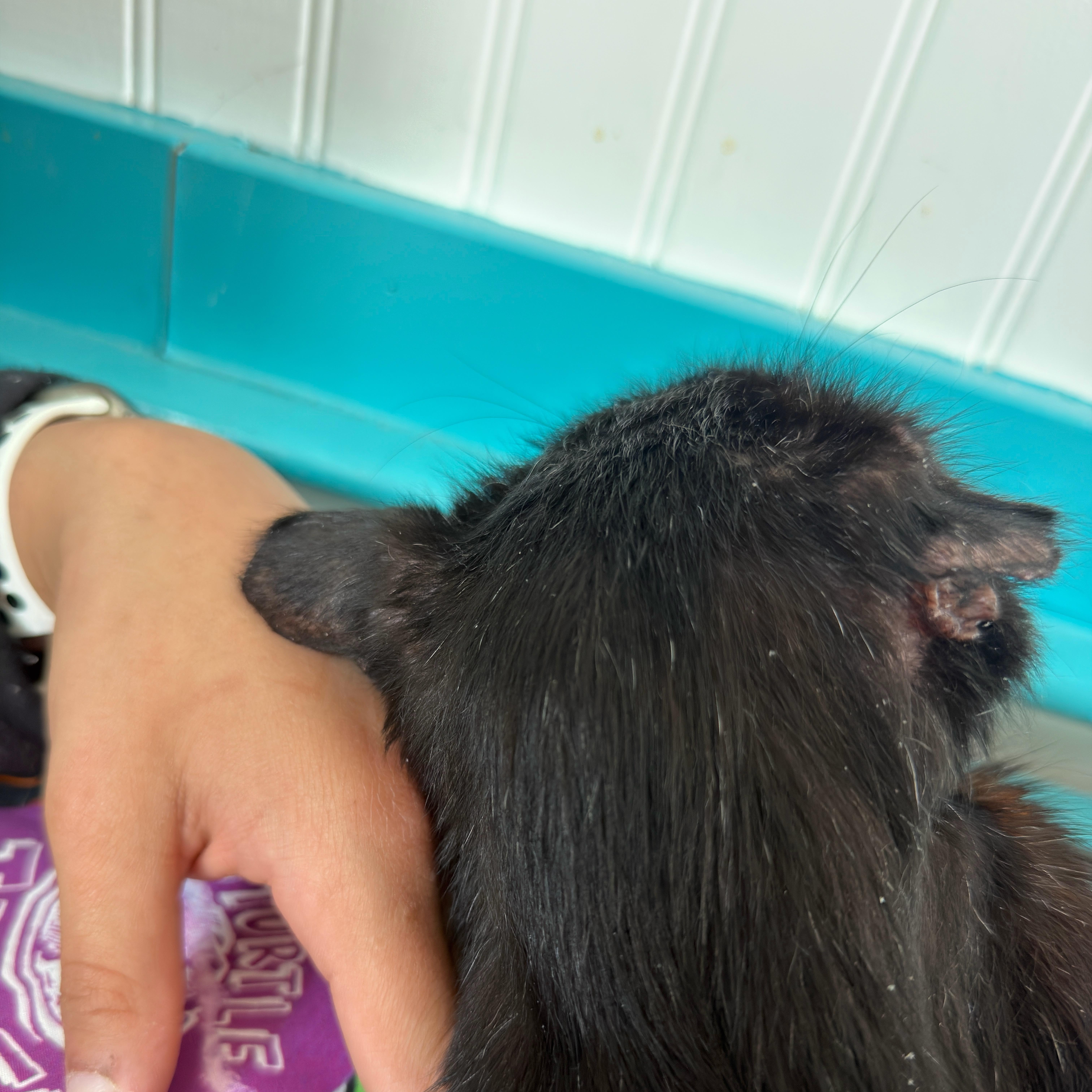 Blackie thumbnail 3