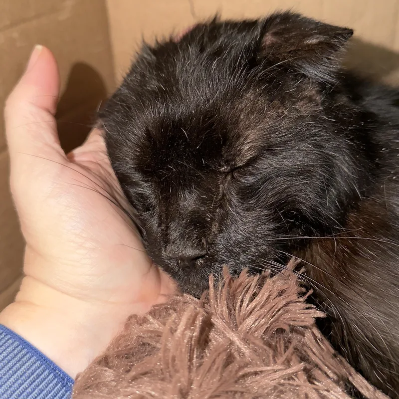 Blackie thumbnail 4