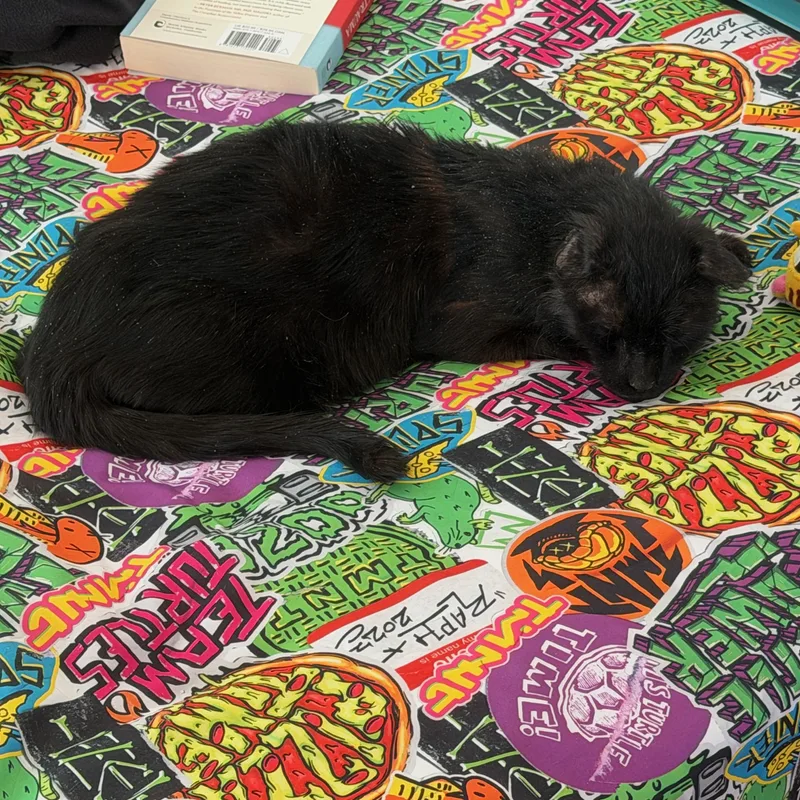 Blackie thumbnail 5
