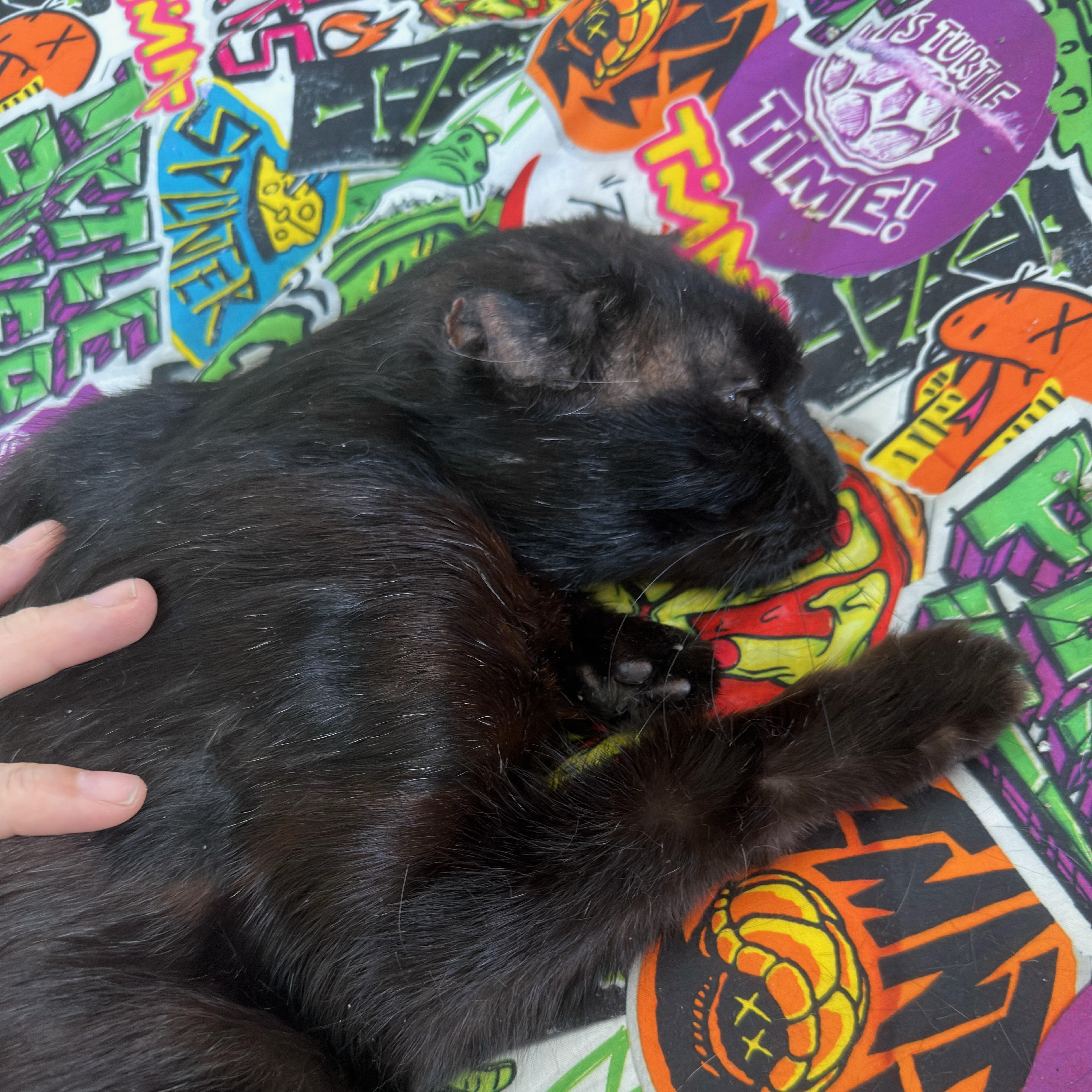 Blackie thumbnail 6