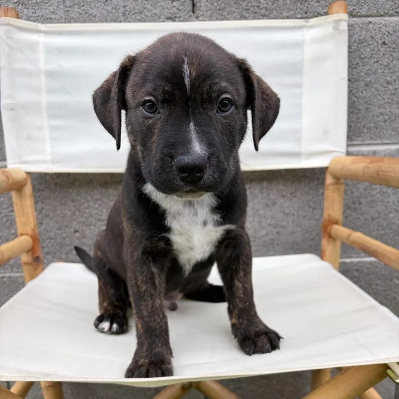 A baby medium-sized male Black Pit Bull Terrier dog named McIntosh for adoption in Chandler, AZ