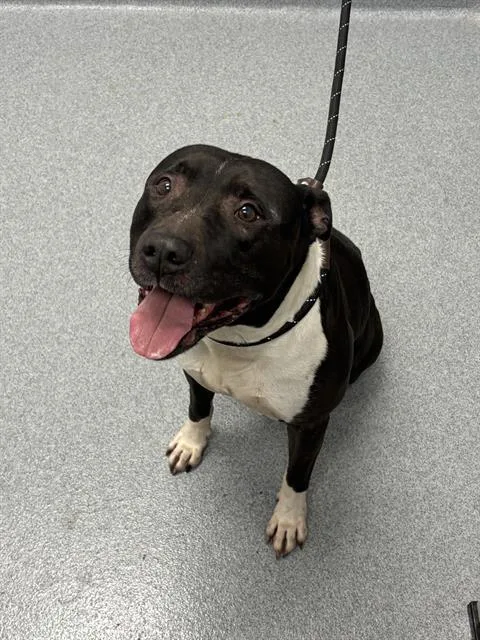 A senior large-sized male Pit Bull Terrier dog named King for adoption in Indianapolis, IN