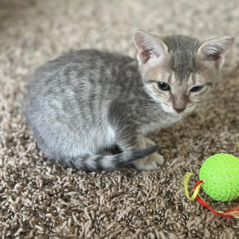 An adult medium-sized female Gray / Blue / Silver Domestic Short Hair cat named Lavender for adoption in Port Richey, FL
