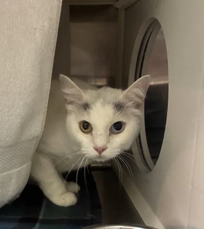An adult medium-sized female White Domestic Short Hair cat named Bingus for adoption in Kansas City, MO