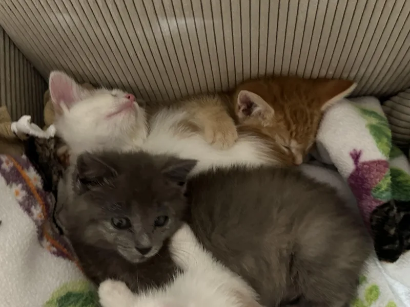 A baby medium-sized female Gray / Blue / Silver Domestic Short Hair cat named Ziva for adoption in Minneapolis, MN