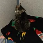 A baby small-sized male Gray / Blue / Silver Domestic Short Hair cat named Reggie for adoption in Cedar Rapids, IA