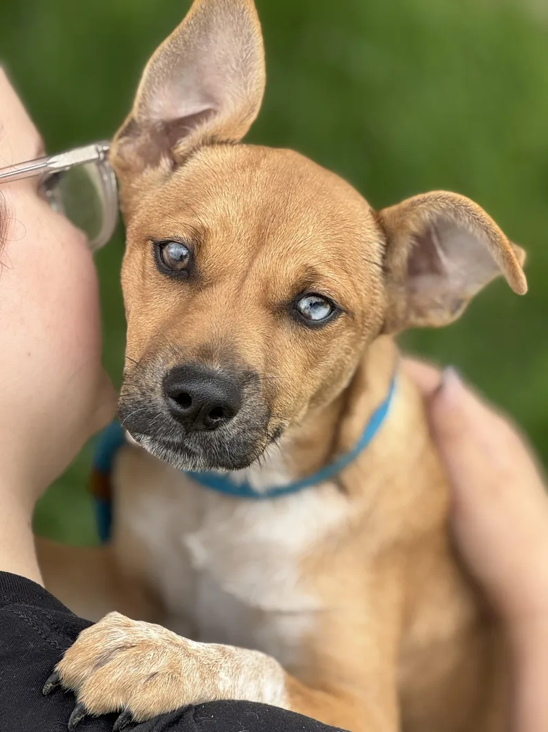 A baby medium-sized female Golden Australian Cattle Dog / Blue Heeler dog named Candy for adoption in Anderson, IN