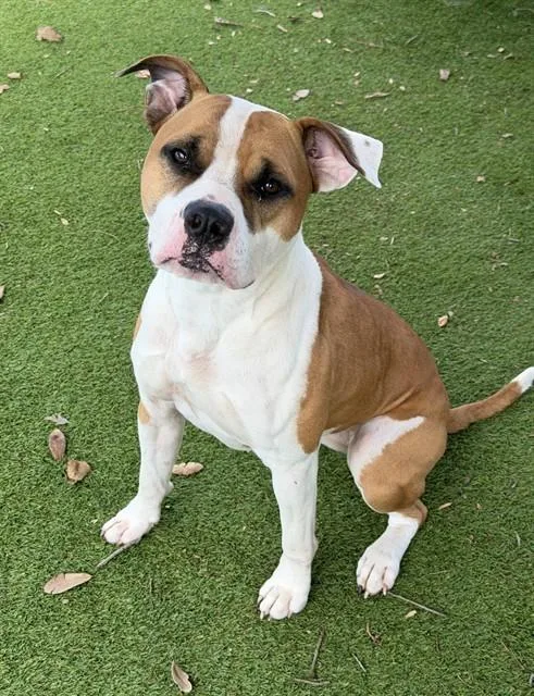 Bowie