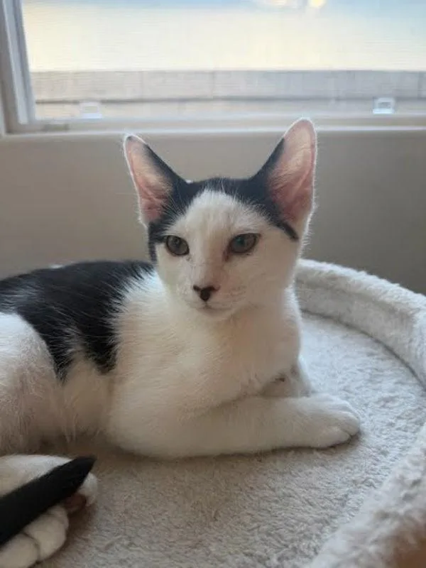 A baby small-sized male Domestic Short Hair cat named Lulu for adoption in Bonsall, CA