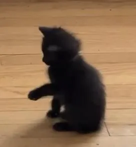 A baby medium-sized male Black Domestic Short Hair cat named Mackerel for adoption in Port Washington, WI