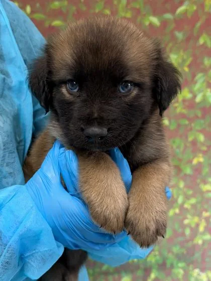 A young small-sized male Anatolian Shepherd dog named Stellar for adoption in San Antonio, TX