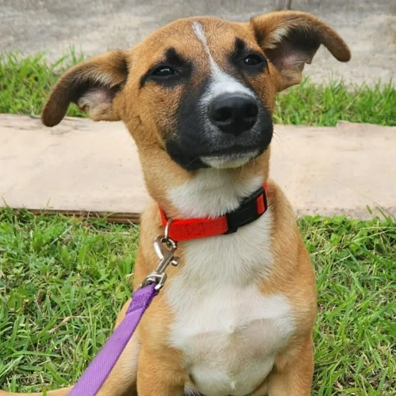 A baby medium-sized male Tricolor (Brown, Black, & White) Shepherd dog named Jojo for adoption in Corpus Christi, TX