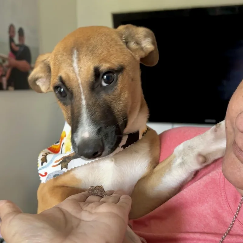 Jojo thumbnail 2