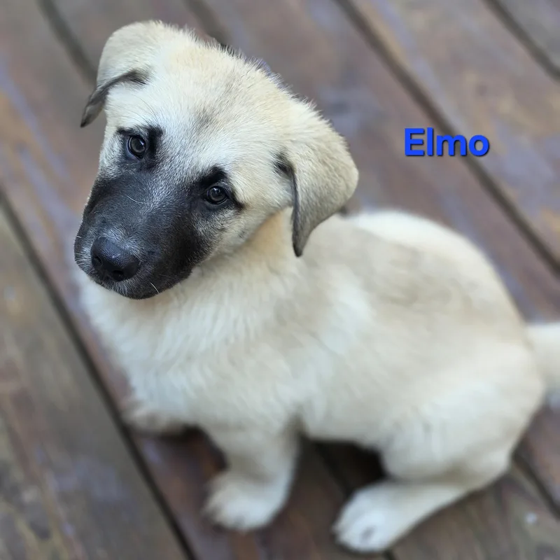 Elmo