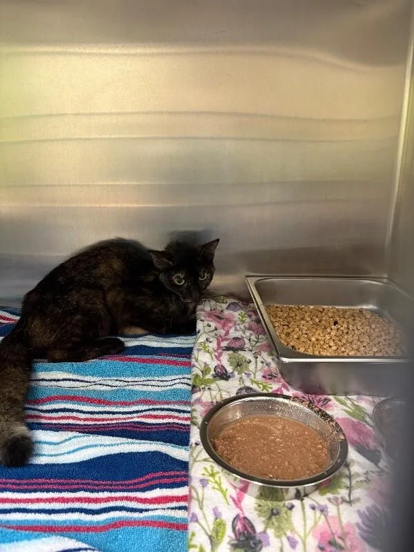 An adult medium-sized female Domestic Short Hair cat named Raksha for adoption in Providence Forge, VA