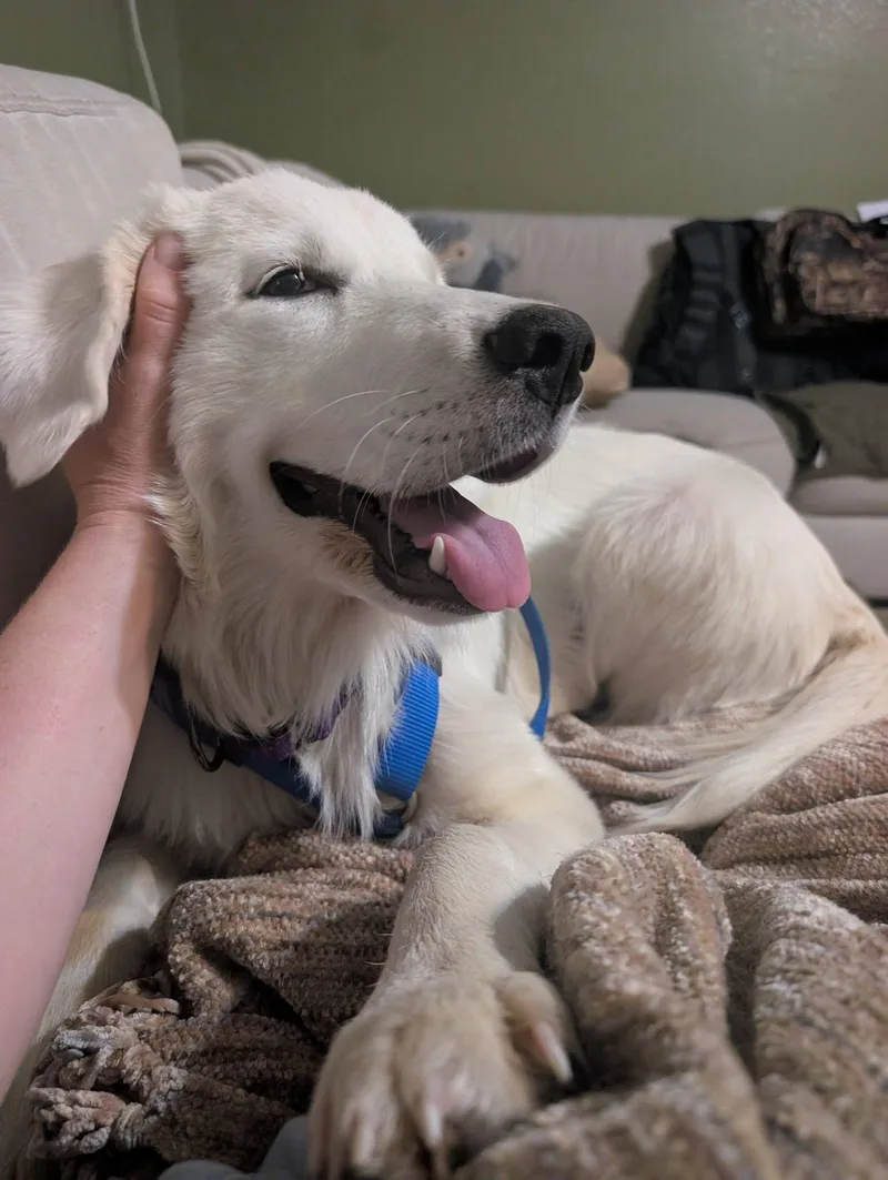 A baby large-sized female Great Pyrenees dog named Cirilla for adoption in Bend, OR