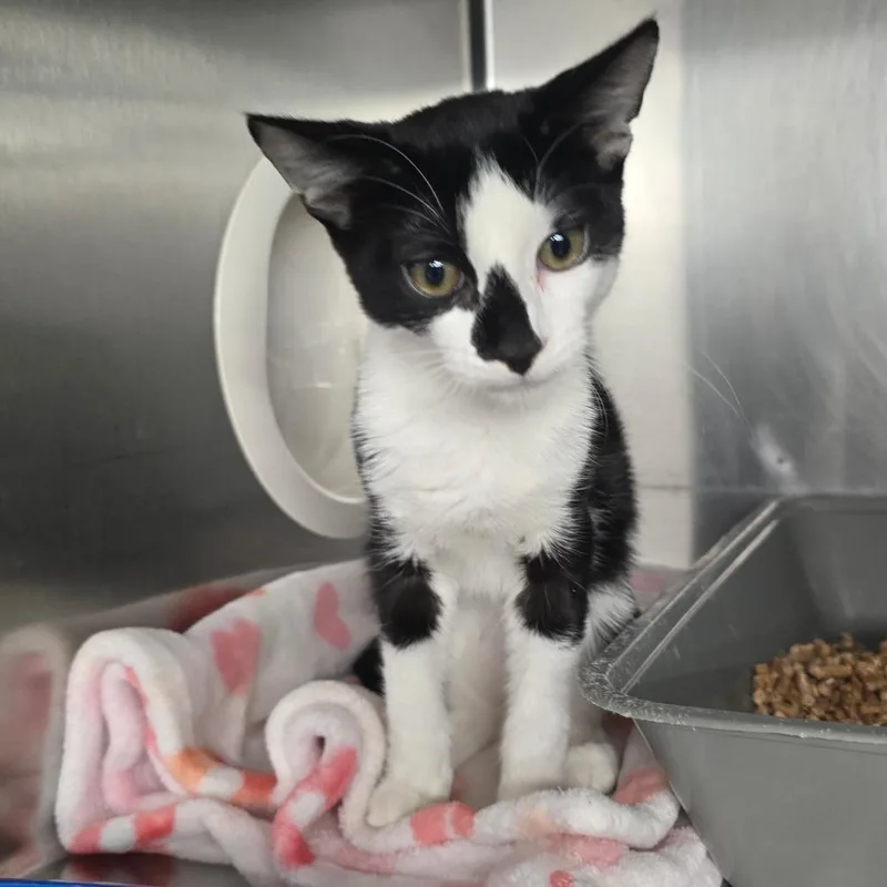 A baby small-sized male Black Domestic Short Hair cat named Fredrick for adoption in Spokane, WA