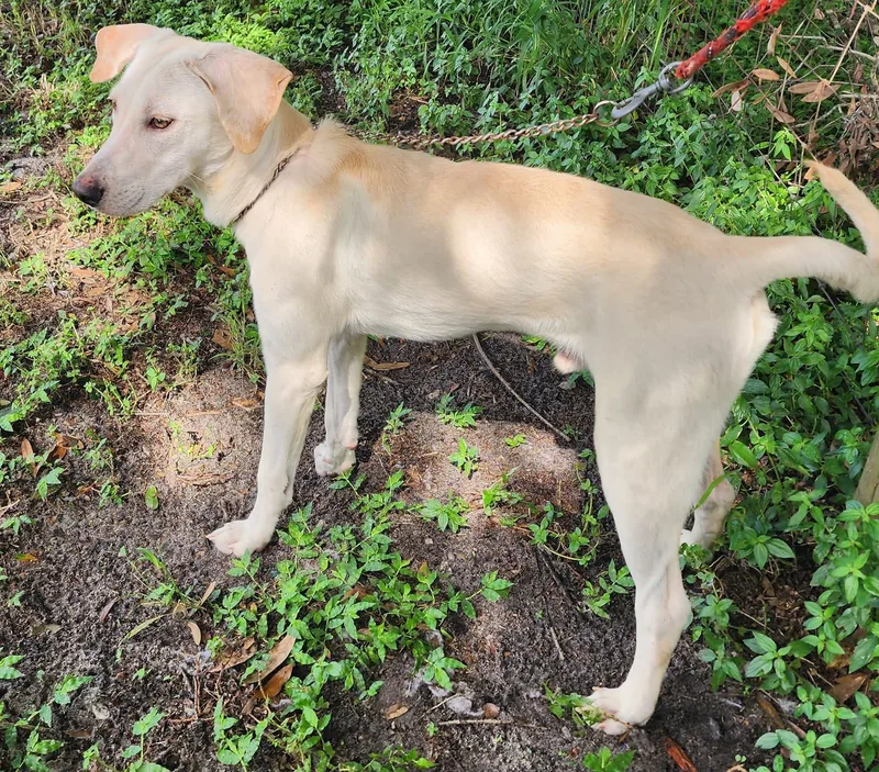 An adult medium-sized male Yellow Labrador Retriever dog named Alfie for adoption in Lorida, FL