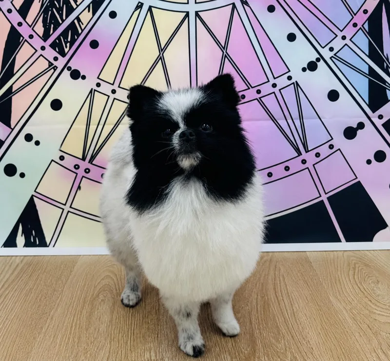 A young small-sized male Bicolor Pomeranian dog named Rocko for adoption in Coachella, CA