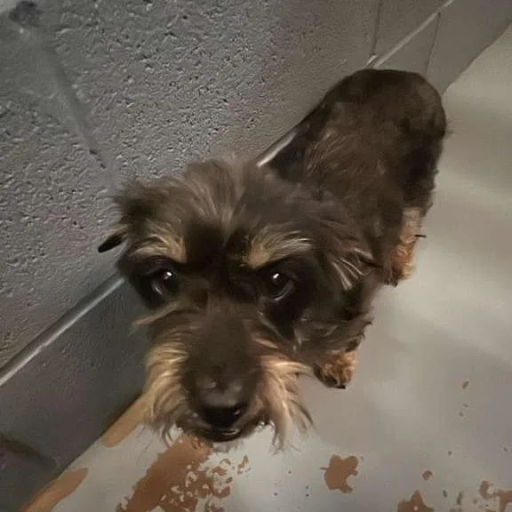 An adult small-sized female Black Mixed Breed dog named Morgan Le Fay for adoption in Gadsden, AL