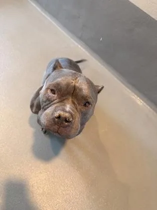 An adult medium-sized female American Bulldog dog named Renee for adoption in New Orleans, LA