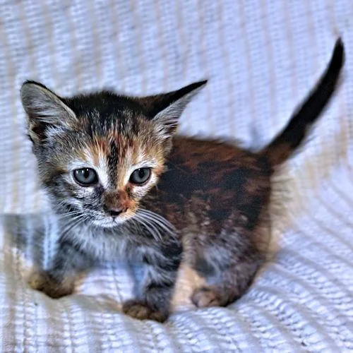 A baby medium-sized female Torbie cat named Savannah for adoption in Rutherfordton, NC