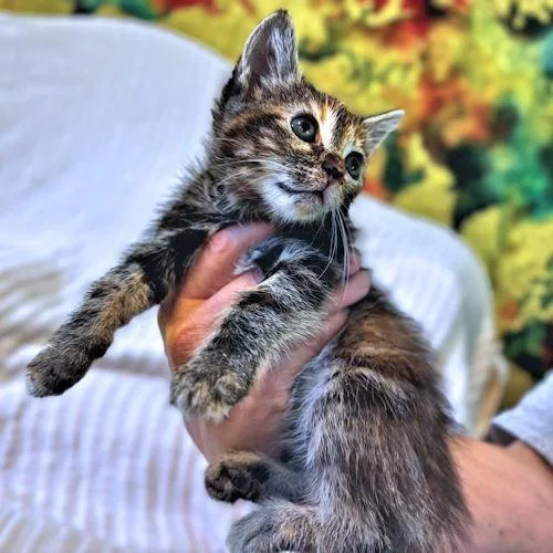 Savannah thumbnail 2