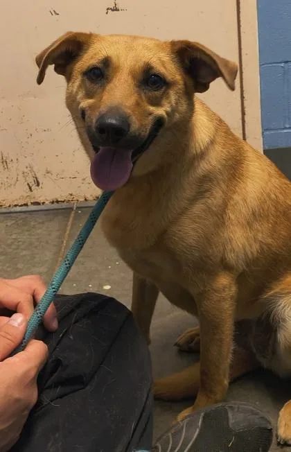 An adult medium-sized female Mixed Breed dog named Dixie $ for adoption in Seneca, SC