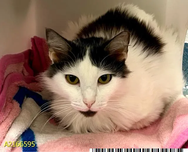 An adult large-sized male Domestic Short Hair cat named Morgan for adoption in West Palm Beach, FL