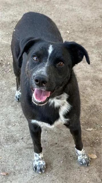 An adult medium-sized male Shepherd dog named Moon for adoption in Riverside, CA