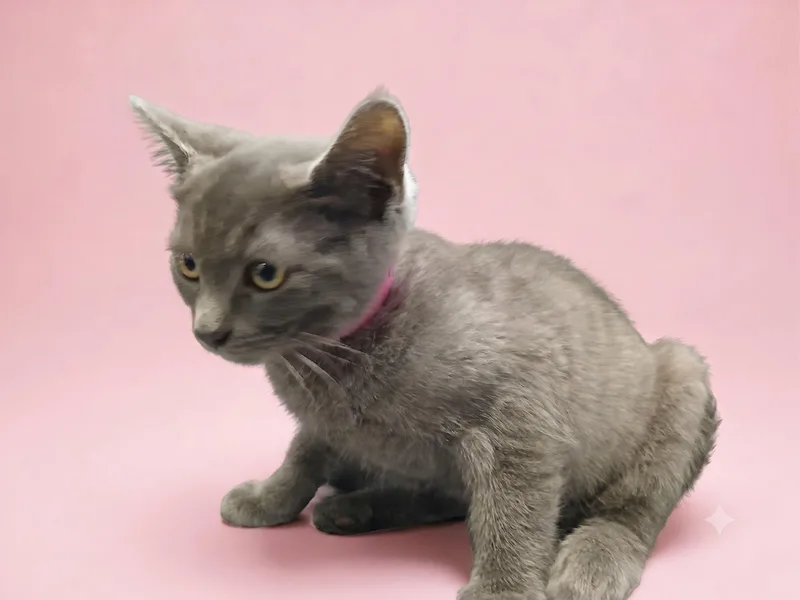 A baby small-sized female Domestic Short Hair cat named Gemma for adoption in Los Angeles, CA