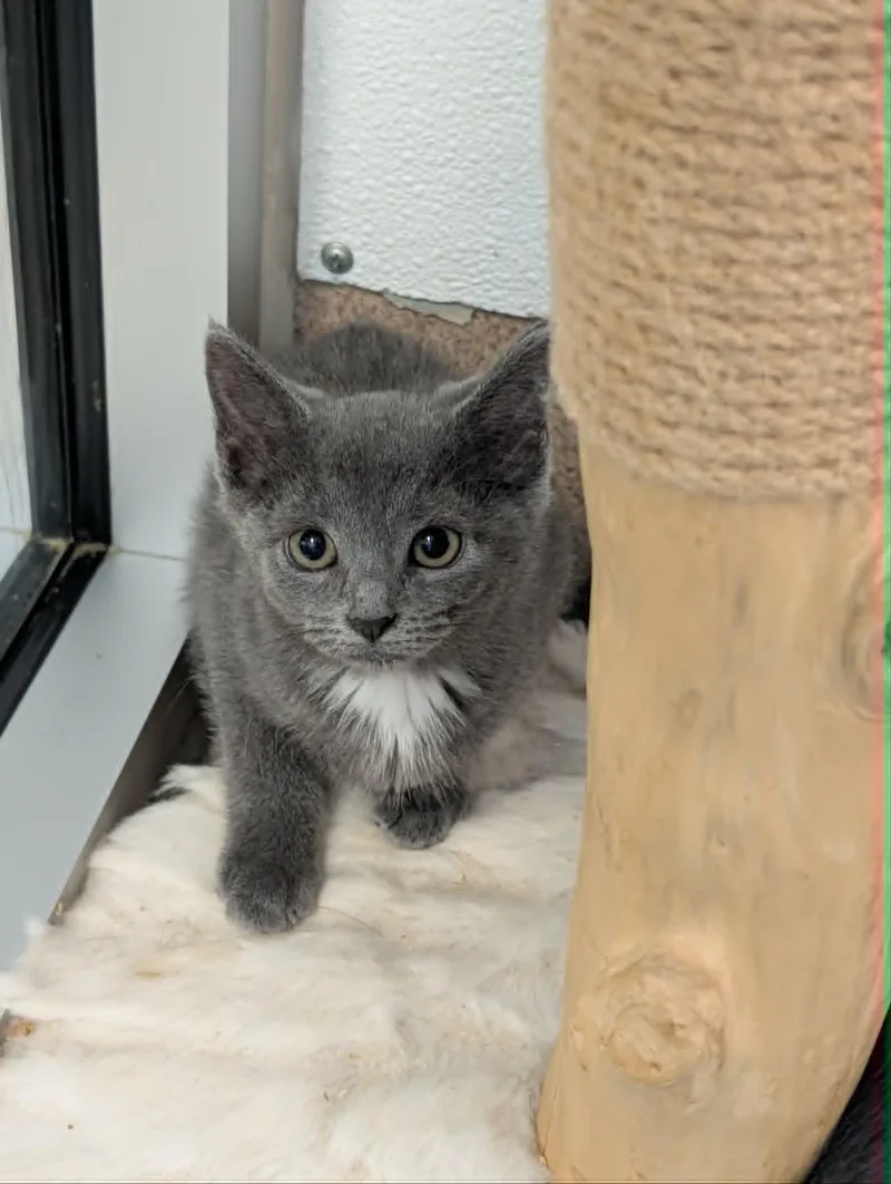 A baby medium-sized female Gray / Blue / Silver Domestic Short Hair cat named Apple for adoption in Chambersburg, PA