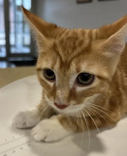 A baby small-sized male Domestic Short Hair cat named Hunter for adoption in Cincinnati, OH