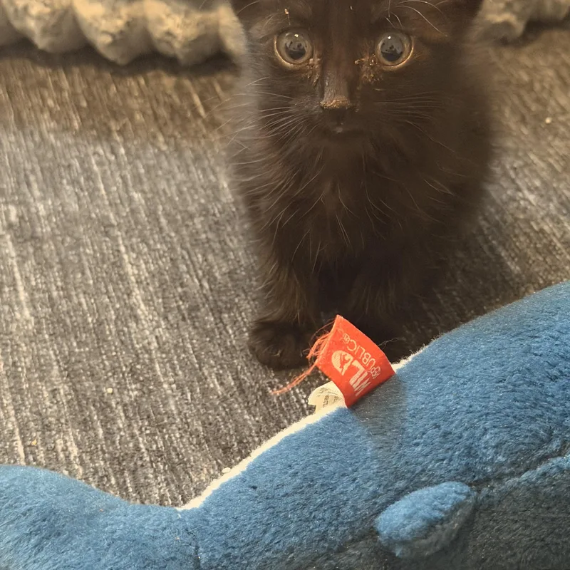 A baby medium-sized female Black Domestic Short Hair cat named Edwina for adoption in Saint Pete Beach, FL
